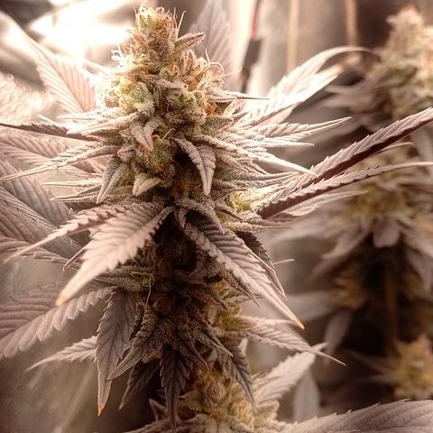Banana Purple Punch #4 e #5 growlog timeline photo