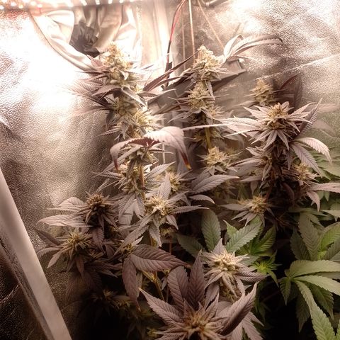 Banana Purple Punch #4 e #5 growlog timeline photo