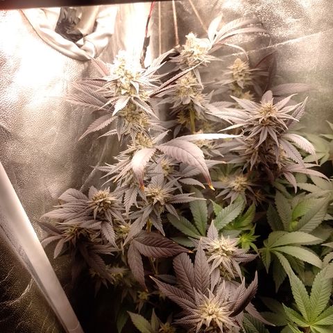 Banana Purple Punch #4 e #5 growlog timeline photo