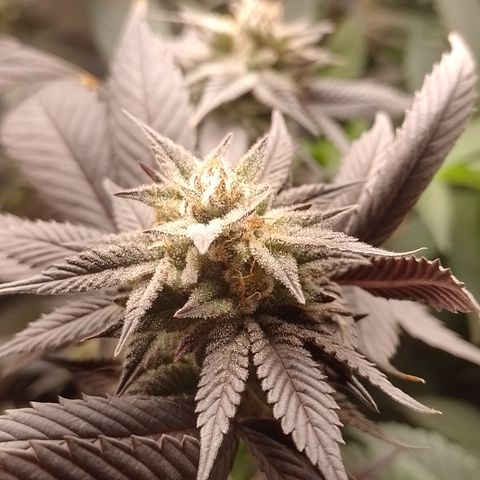 Banana Purple Punch #4 e #5 growlog timeline photo