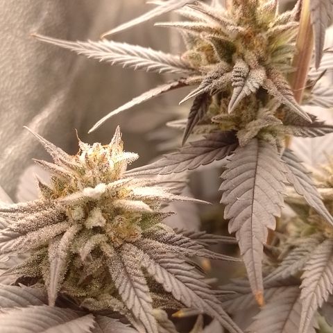 Banana Purple Punch #4 e #5 growlog timeline photo