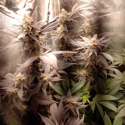 Banana Purple Punch #4 e #5 growlog timeline photo