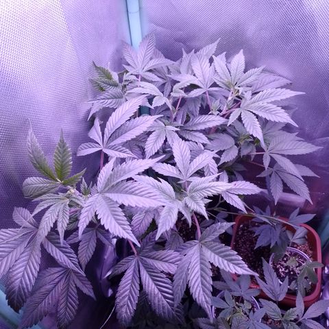 Tangerine Guetto growlog timeline photo