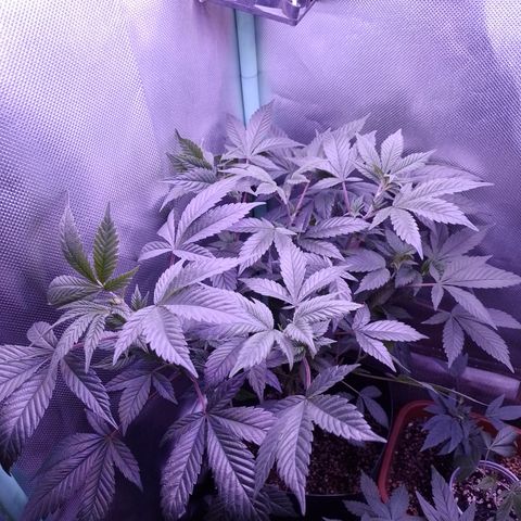 Tangerine Guetto growlog timeline photo