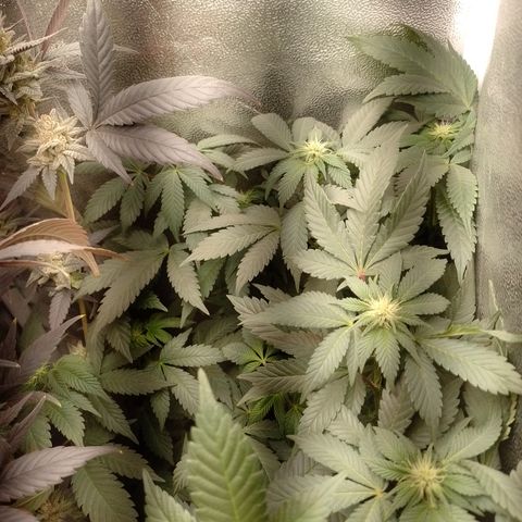 Purple Cookies 1 growlog timeline photo