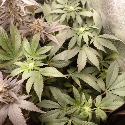 Purple Cookies 2 growlog timeline photo