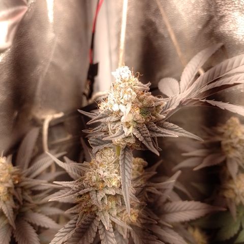 Banana Purple Punch #4 e #5 growlog timeline photo