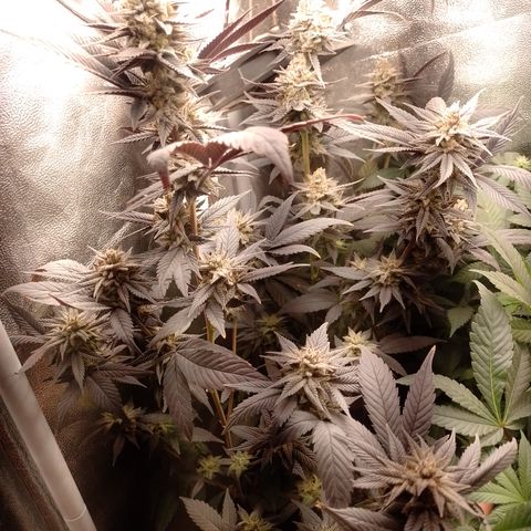 Banana Purple Punch #4 e #5 growlog timeline photo