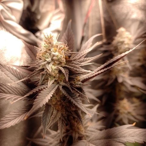 Banana Purple Punch #4 e #5 growlog timeline photo