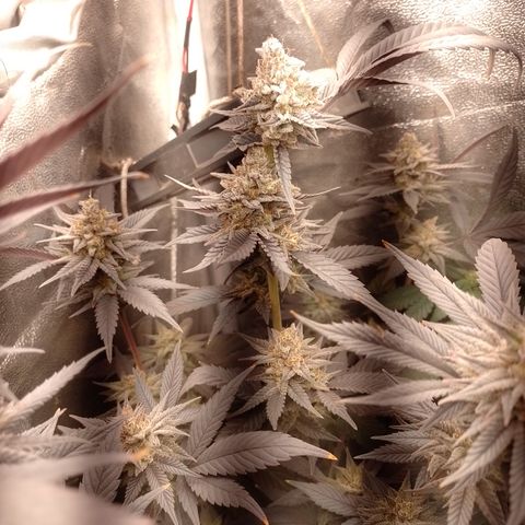 Banana Purple Punch #4 e #5 growlog timeline photo
