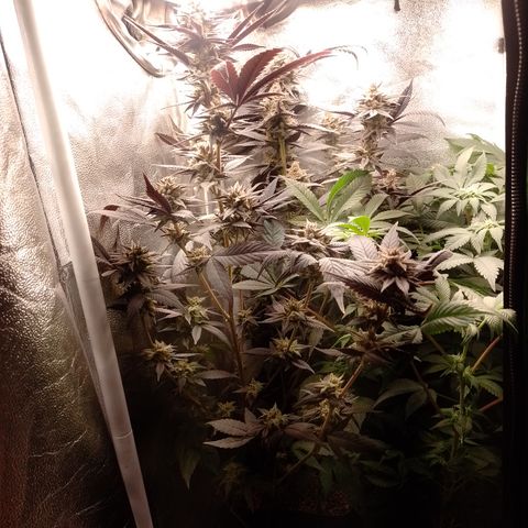 Banana Purple Punch #4 e #5 growlog timeline photo