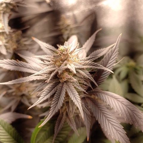 Banana Purple Punch #4 e #5 growlog timeline photo