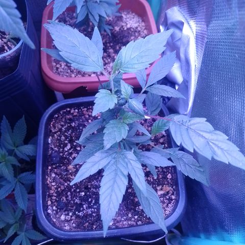 Banana Purple Punch #6 growlog timeline photo