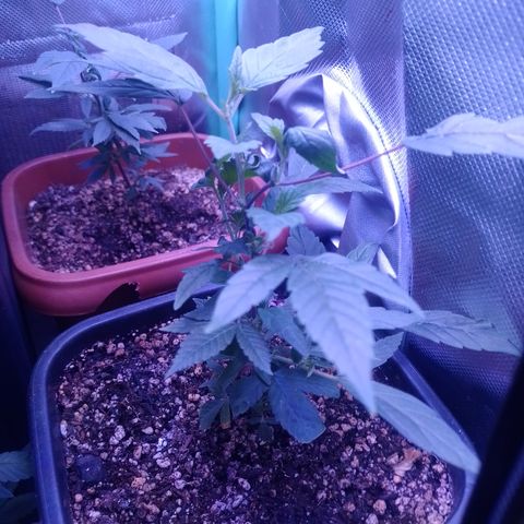 Banana Purple Punch #6 growlog timeline photo