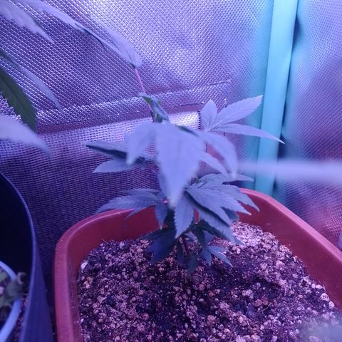 Banana Purple Punch #7 growlog timeline photo