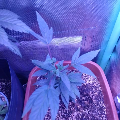 Banana Purple Punch #7 growlog timeline photo