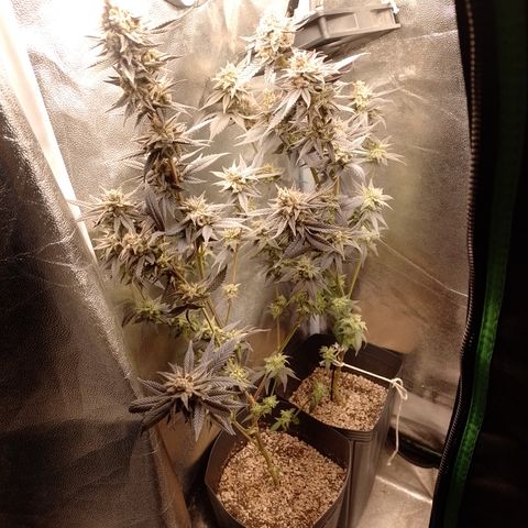 Banana Purple Punch #4 e #5 growlog timeline photo