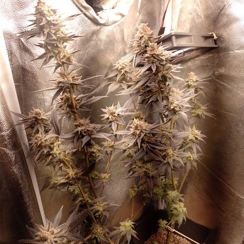 Banana Purple Punch #4 e #5 growlog timeline photo