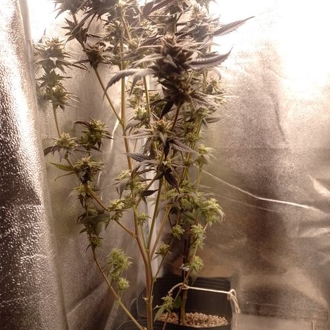 Banana Purple Punch #4 e #5 growlog timeline photo