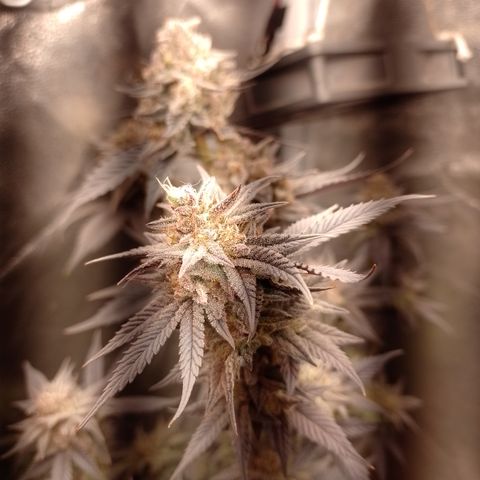 Banana Purple Punch #4 e #5 growlog timeline photo