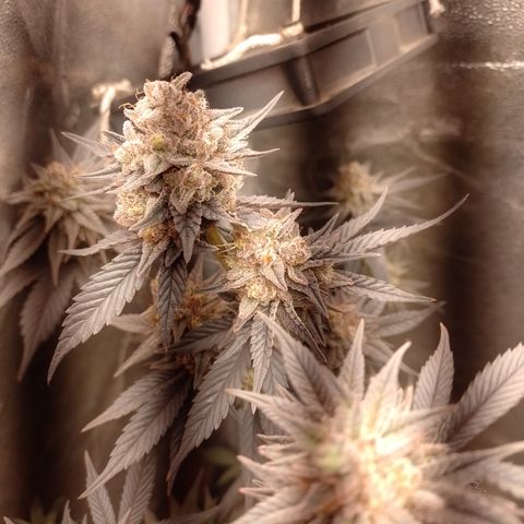 Banana Purple Punch #4 e #5 growlog timeline photo