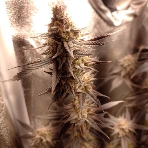 Banana Purple Punch #4 e #5 growlog timeline photo