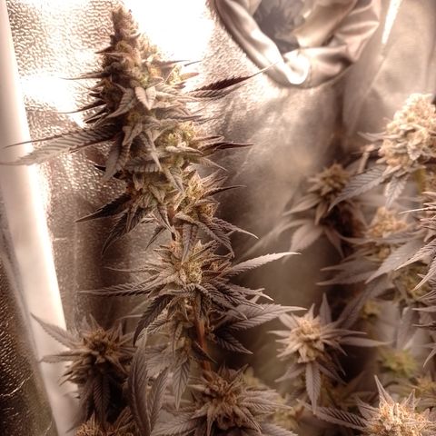 Banana Purple Punch #4 e #5 growlog timeline photo