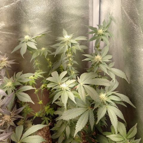 Purple Cookies 1 growlog timeline photo