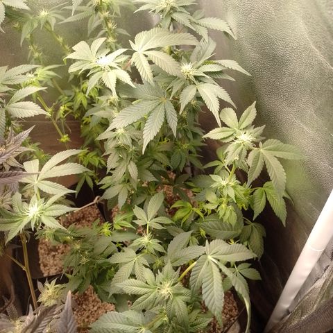 Purple Cookies 2 growlog timeline photo