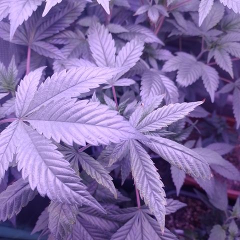 Tangerine Guetto growlog timeline photo