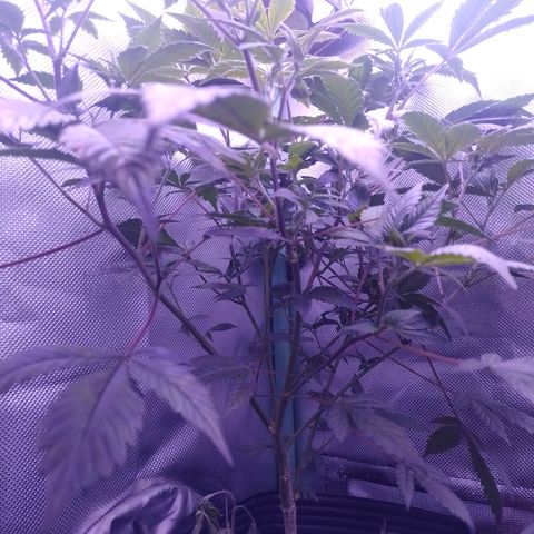 Tangerine Guetto growlog timeline photo