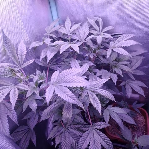 Tangerine Guetto growlog timeline photo