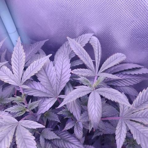 Tangerine Guetto growlog timeline photo