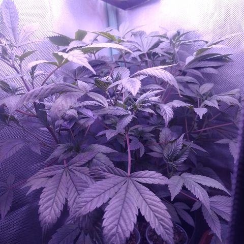 Tangerine Guetto growlog timeline photo