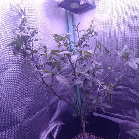 Tangerine Guetto growlog timeline photo