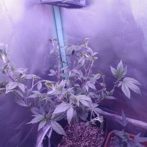 Tangerine Guetto growlog timeline photo