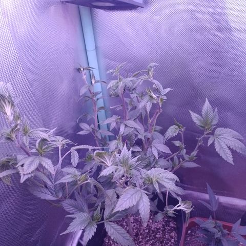 Tangerine Guetto growlog timeline photo