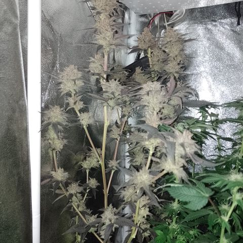 Banana Purple Punch #4 e #5 growlog timeline photo