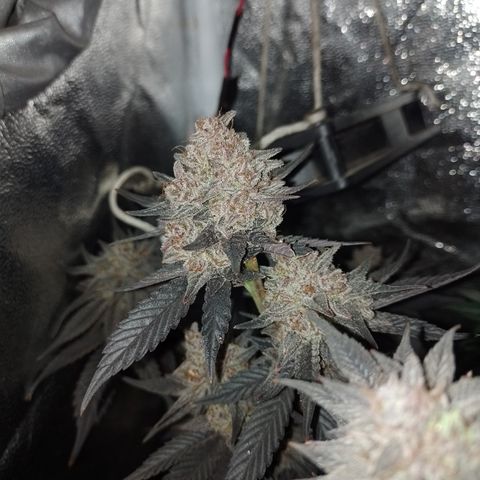 Banana Purple Punch #4 e #5 growlog timeline photo