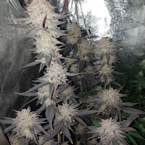 Banana Purple Punch #4 e #5 growlog timeline photo
