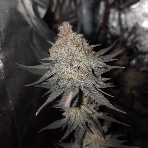 Banana Purple Punch #4 e #5 growlog timeline photo