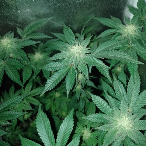 Purple Cookies 1 growlog timeline photo