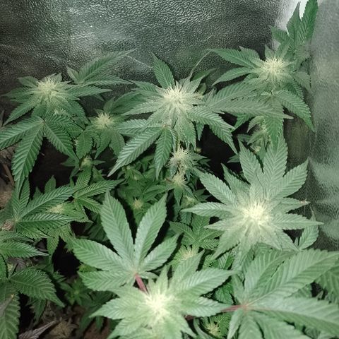 Purple Cookies 1 growlog timeline photo