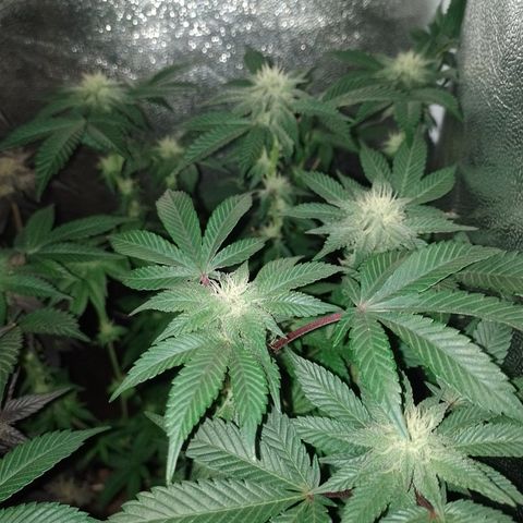 Purple Cookies 2 growlog timeline photo