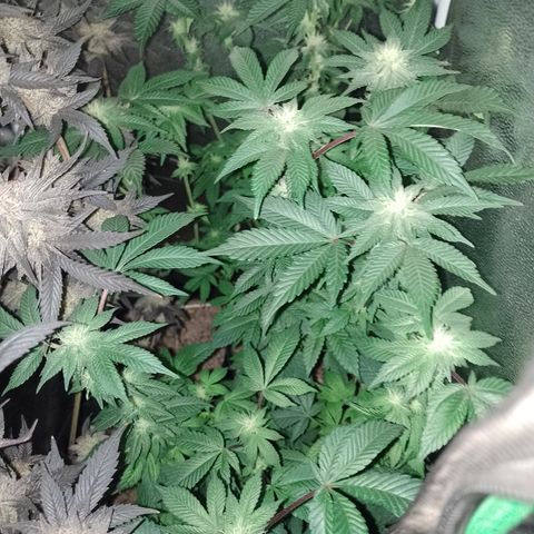 Purple Cookies 2 growlog timeline photo