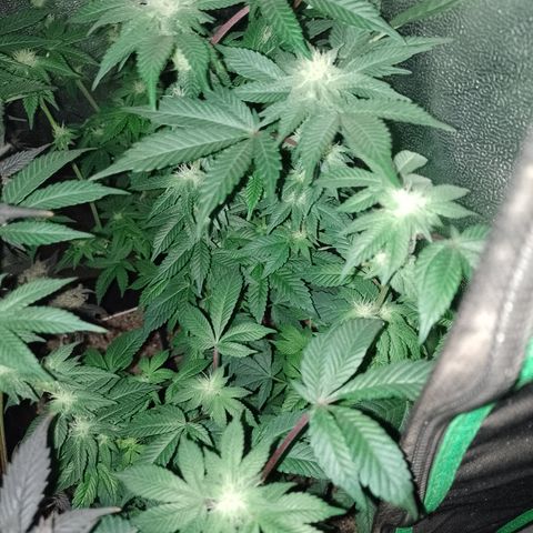 Purple Cookies 2 growlog timeline photo