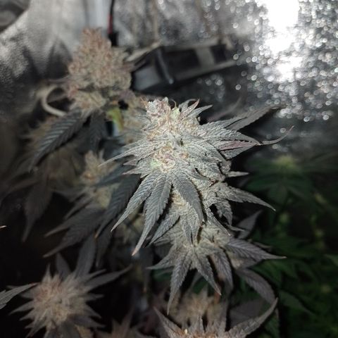 Banana Purple Punch #4 e #5 growlog timeline photo