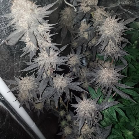 Banana Purple Punch #4 e #5 growlog timeline photo