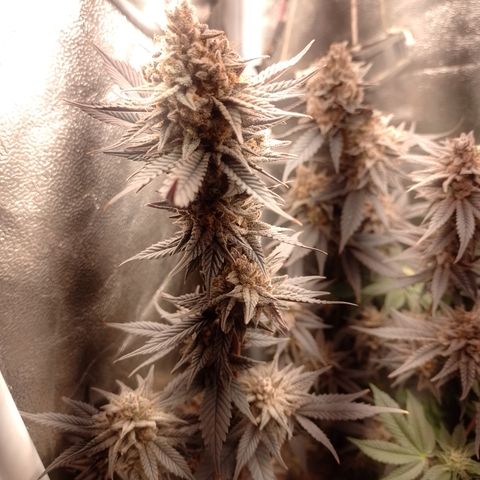 Banana Purple Punch #4 e #5 growlog timeline photo