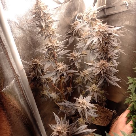 Banana Purple Punch #4 e #5 growlog timeline photo